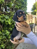 Blu boy, a male Miniature Dachshund for sale in Riverside, CA – Photo 2 of 8