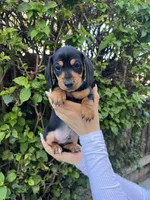 Blu boy, a male Miniature Dachshund for sale in Riverside, CA – Photo 4 of 8