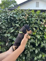 Riley Green Boy, a male Miniature Dachshund for sale in Riverside, CA – 5 of 6