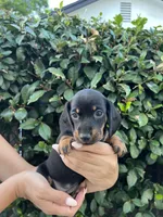 Sam girl purple , a female Miniature Dachshund for sale in Riverside, CA – 4 of 8