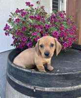 Lucy girl, a female Miniature Dachshund for sale in Riverside, CA – Photo 3 of 3