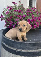 Lucy girl, a female Miniature Dachshund for sale in Riverside, CA – Photo 1 of 3