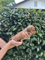Dolly pink girl, a female Miniature Dachshund for sale in Riverside, CA – 5 of 6