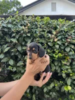 Tennessee Orange, a male Miniature Dachshund for sale in Riverside, CA – 3 of 5