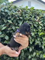 Sam girl purple , a female Miniature Dachshund for sale in Riverside, CA – 8 of 8