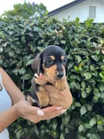 Megan Girl Hot pink, a female Miniature Dachshund for sale in Riverside, CA – 4 of 6