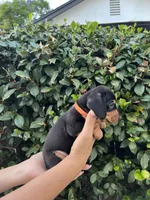Tennessee Orange, a male Miniature Dachshund for sale in Riverside, CA – 2 of 5