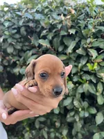 Dolly pink girl, a female Miniature Dachshund for sale in Riverside, CA – 6 of 6