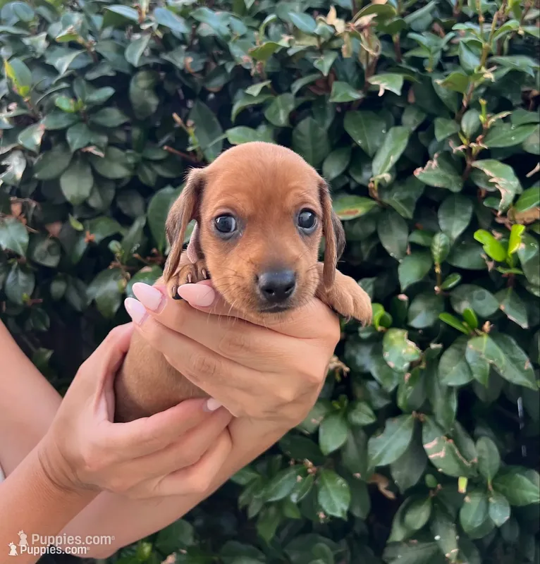 Dolly pink girl – Miniature Dachshund puppy for sale in Riverside, CA