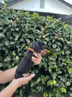 Tennessee Orange, a male Miniature Dachshund for sale in Riverside, CA – 5 of 5