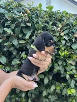 Riley Green Boy, a male Miniature Dachshund for sale in Riverside, CA – 4 of 6