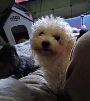 Tinsley , a female Maltipoo for sale in Pickens, SC – Photo 2 of 2