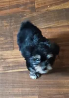 Frankie, a male Yorkshire Terrier for sale in Pickens, SC – Photo 2 of 4