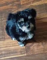 Frankie, a male Yorkshire Terrier for sale in Pickens, SC – Photo 1 of 4