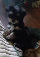 Frankie, a male Yorkshire Terrier for sale in Pickens, SC – Photo 3 of 4