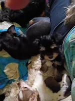 Frankie, a male Yorkshire Terrier for sale in Pickens, SC – Photo 4 of 4