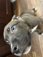 Ace, a male American Pit Bull Terrier and Alaskan Husky for sale in Houston, TX – 3 of 4