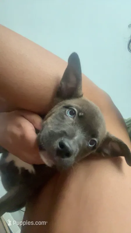 Ace – American Pit Bull Terrier, Alaskan Husky puppy for sale in Houston, TX