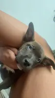 Ace, a male American Pit Bull Terrier and Alaskan Husky for sale in Houston, TX – 1 of 4