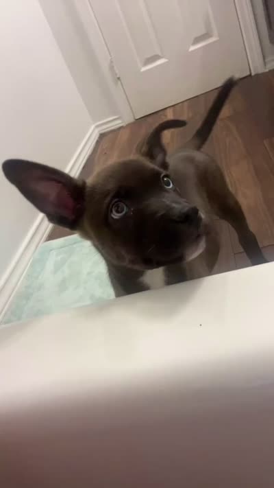 Ace, a male American Pit Bull Terrier and Alaskan Husky for sale in Houston, TX – 4 of 4