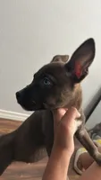 Ace, a male American Pit Bull Terrier and Alaskan Husky for sale in Houston, TX – 2 of 4