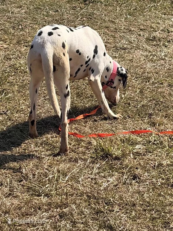 Stella – Dalmatian puppy for sale in Niles, OH