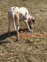 Stella, a female Dalmatian for sale in Niles, OH – 1 of 1