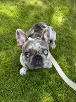 Brady, a male French Bulldog for sale in Mead, CO – 3 of 10