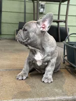 Hendrix, a male French Bulldog for sale in Mead, CO – 3 of 10
