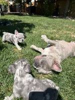 Brady, a male French Bulldog for sale in Mead, CO – 5 of 10