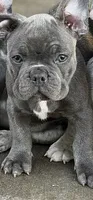 Brady, a male French Bulldog for sale in Mead, CO – 4 of 10