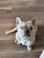 Hendrix, a male French Bulldog for sale in Mead, CO – 4 of 10