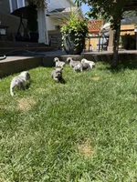 Hendrix, a male French Bulldog for sale in Mead, CO – 9 of 10