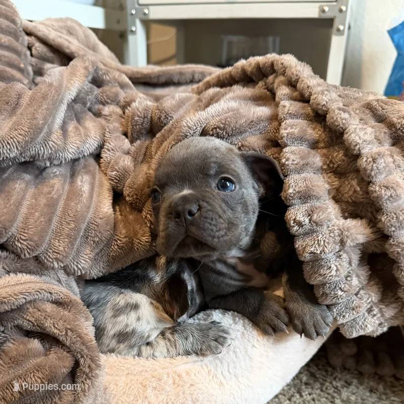 Brady – French Bulldog puppy for sale in Mead, CO