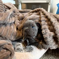 Brady, a male French Bulldog for sale in Mead, CO – 1 of 10