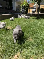 Brady, a male French Bulldog for sale in Mead, CO – 8 of 10