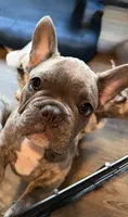 Hendrix, a male French Bulldog for sale in Mead, CO – 2 of 10