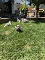 Brady, a male French Bulldog for sale in Mead, CO – 10 of 10