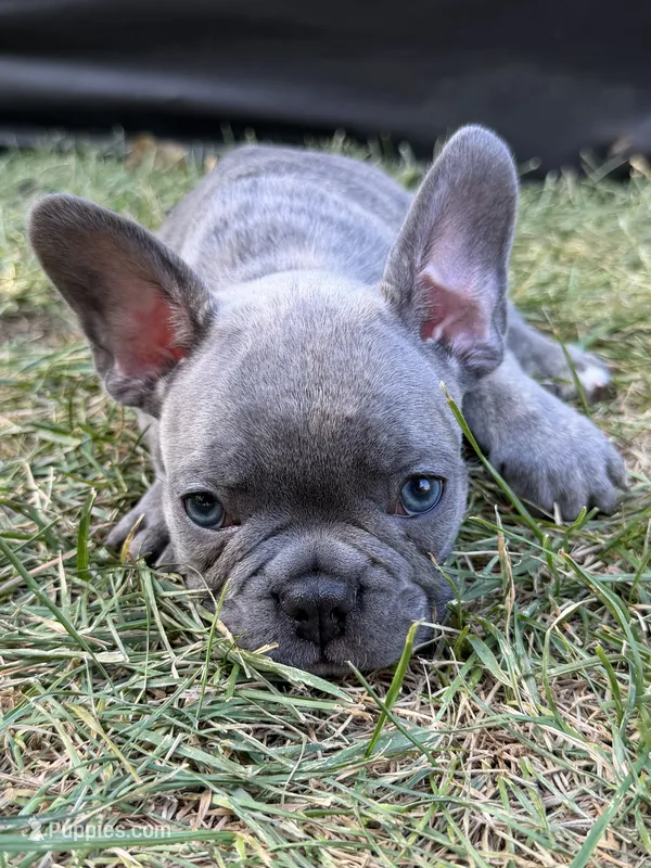 Hendrix – French Bulldog puppy for sale in Mead, CO