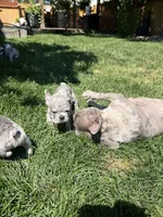 Brady, a male French Bulldog for sale in Mead, CO – 6 of 10