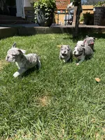Brady, a male French Bulldog for sale in Mead, CO – 7 of 10