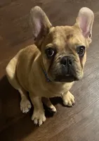 Xen, a male French Bulldog for sale in Cordova, TN – 2 of 4