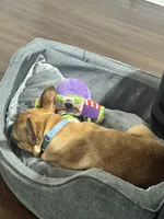 Xen, a male French Bulldog for sale in Cordova, TN – 3 of 4