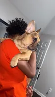 Xen, a male French Bulldog for sale in Cordova, TN – 1 of 4
