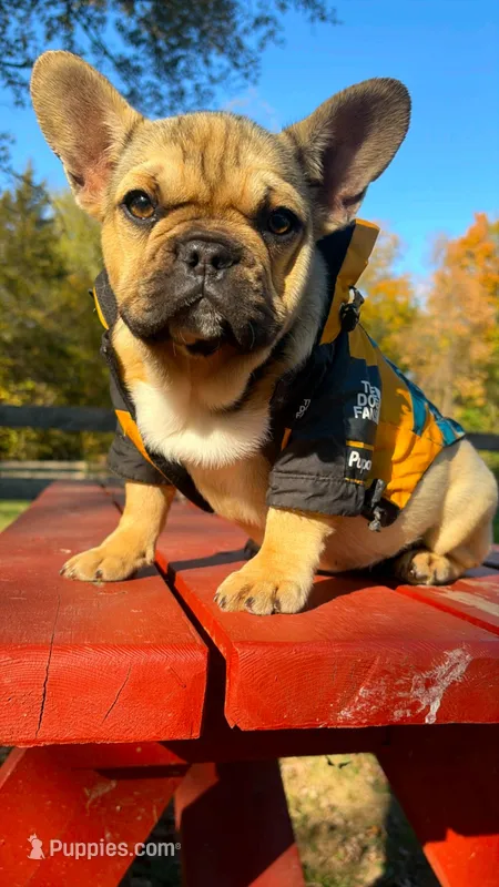 Daisy  – French Bulldog puppy for sale in Kokomo, IN
