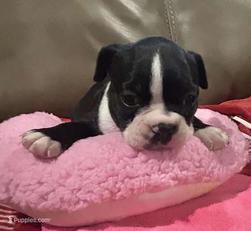 Sammie G – Boston Terrier puppy for sale in Tuscaloosa, AL