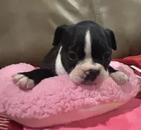 Sammie G, a female Boston Terrier for sale in Tuscaloosa, AL – 1 of 2