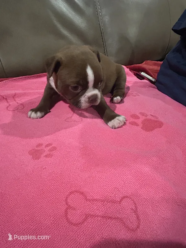 Rosie – Boston Terrier puppy for sale in Tuscaloosa, AL