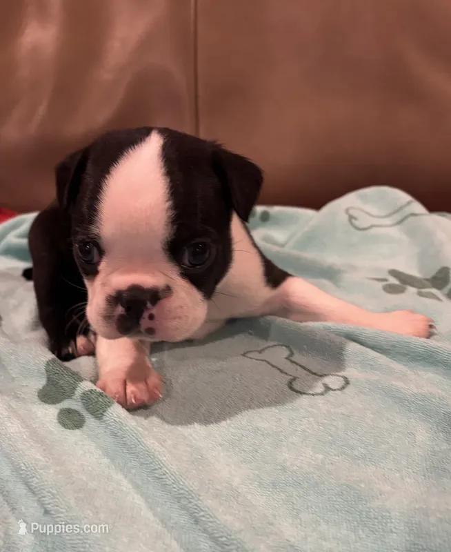 Blazer – Boston Terrier puppy for sale in Tuscaloosa, AL