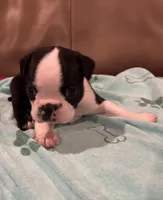 Blazer, a male Boston Terrier for sale in Tuscaloosa, AL – 1 of 3